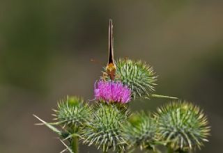 Bahadr (Argynnis pandora)