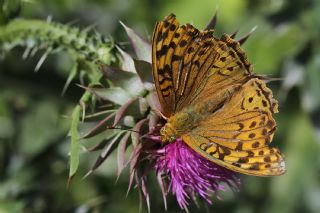 Bahadr (Argynnis pandora)