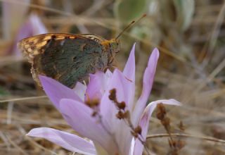 Bahadr (Argynnis pandora)