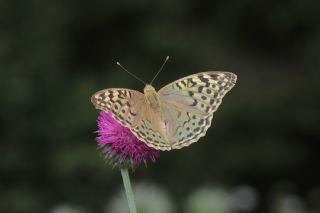 Bahadr (Argynnis pandora)