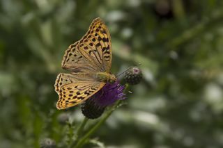 Bahadr (Argynnis pandora)