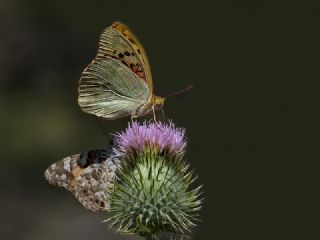 Bahadr (Argynnis pandora)