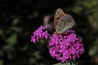 Bahadr (Argynnis pandora)