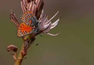 Akbes Gelincii (Tomares nesimachus)