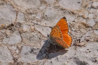 Alev Ategzeli (Lycaena kefersteinii)