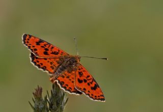 Benekli parhan (Melitaea didyma)