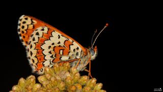 parhan (Melitaea cinxia)