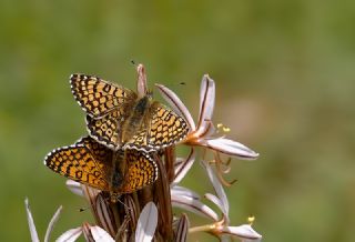 parhan (Melitaea cinxia)