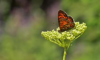 Amannisa (Melitaea athalia)