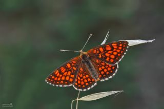 Amannisa (Melitaea athalia)