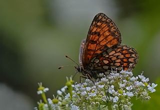 Amannisa (Melitaea athalia)