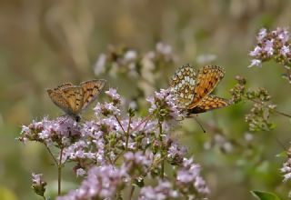 Amannisa (Melitaea athalia)