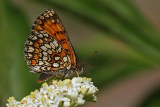 Amannisa (Melitaea athalia)