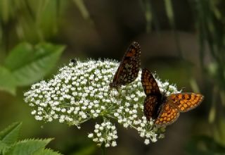 Amannisa (Melitaea athalia)