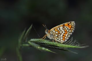 Amannisa (Melitaea athalia)