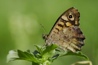 Karanl�k Orman Esmeri&nbsp;(Pararge&nbsp;aegeria)