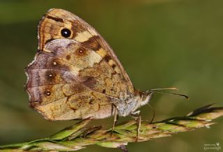 Karanlk Orman Esmeri (Pararge aegeria)
