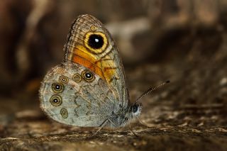 Esmerboncuk (Lasiommata maera)