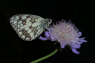 Orman Melikesi (Melanargia galathea)