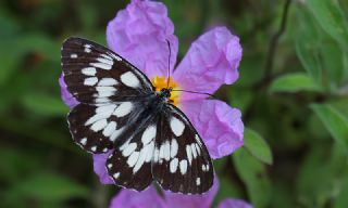 Orman Melikesi (Melanargia galathea)