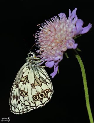 Orman Melikesi&nbsp;(Melanargia&nbsp;galathea)