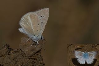 okgzl Anadolu Beyaz (Polyommatus menalcas)