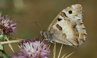 Cad (Chazara briseis)