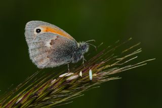 Kk Zpzp Perisi (Coenonympha pamphilus)