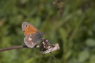 Kk Zpzp Perisi (Coenonympha pamphilus)