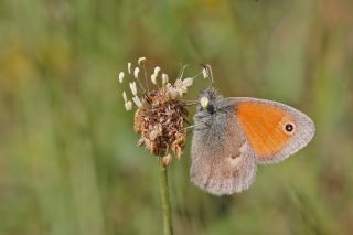 Kk Zpzp Perisi (Coenonympha pamphilus)