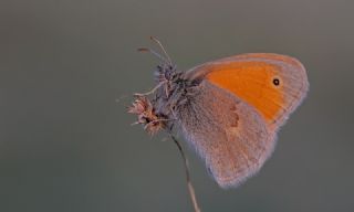 Kk Zpzp Perisi (Coenonympha pamphilus)