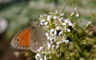 Kk Zpzp Perisi (Coenonympha pamphilus)