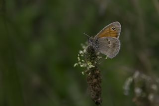 Kk Zpzp Perisi (Coenonympha pamphilus)