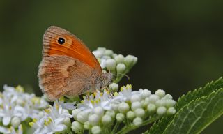 Kk Zpzp Perisi (Coenonympha pamphilus)