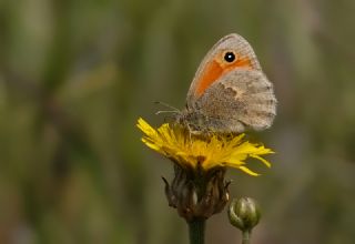 Kk Zpzp Perisi (Coenonympha pamphilus)