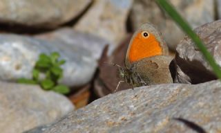 Kk Zpzp Perisi (Coenonympha pamphilus)