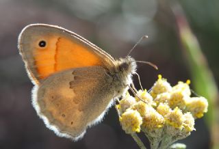 Kk Zpzp Perisi (Coenonympha pamphilus)
