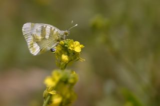 Zegris (Zegris eupheme)