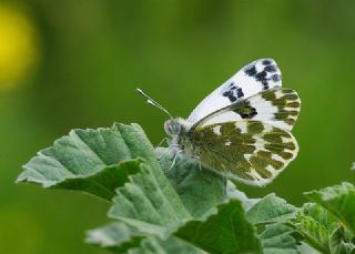 Yeni Beneklimelek (Pontia edusa)