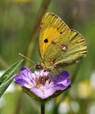 Sar Azamet (Colias croceus)