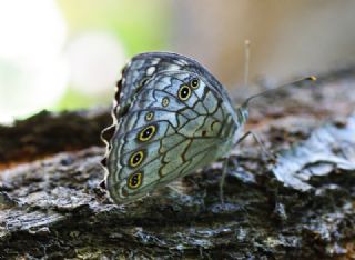 Aa Esmeri (Kirinia roxelana)