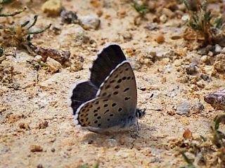 Himalaya Mavisi (Pseudophilotes vicrama)