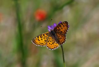 Gzel parhan (Melitaea trivia)