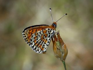 Gzel parhan (Melitaea syriaca)