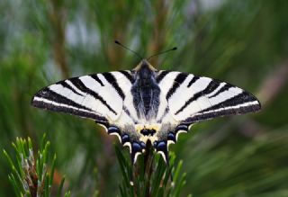 Erik Krlangkuyruk (Iphiclides podalirius)