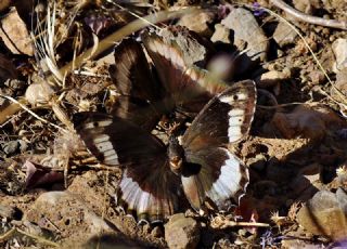 Byk Karamelek (Hipparchia syriaca)