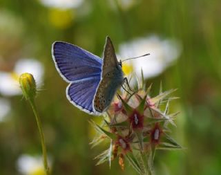 okgzl Meneke Mavisi (Polyommatus thersites)