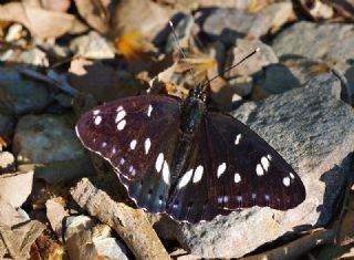 Akdeniz Hanmeli Kelebei (Limenitis reducta)
