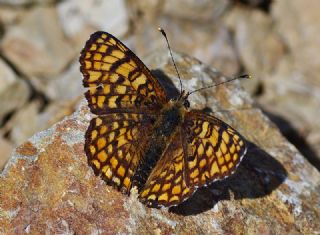 Cezayirli parhan (Melitaea ornata)