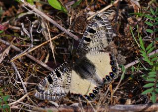 Yalanc Apollo (Archon apollinus)